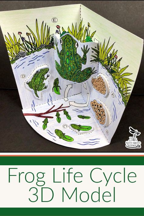 Frog Life Cycle – 3D Model: Did you know that when your students are developing and using models, they are engaging in the practices of the Science and Engineering Process focused on in the Next Generation Science Standards (NGSS)?Not only does the Nitty Gritty Science Frog Life Cycle Model make use of the NGSS Science and Engineering Process, it also supports  targeted performance standards from the NGSS. Dragonfly Life Cycle, Frog Life Cycle, Ngss Science, High School Science Teacher, Science Models, Lifecycle Of A Frog, Lap Book, Frog Life, Science Background