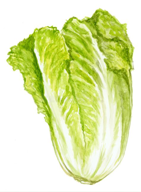 Illustration about Lettuce, hand-painted watercolor illustration. Illustration of leaves, nutrition, calories - 15955408 Plant Cartoon Drawing, Lettuce Drawing, Lettuce Plant, Fruit Art Drawings, Nutrition Infographic, Plant Cartoon, Vegetable Painting, Green Lettuce, Vegetable Illustration