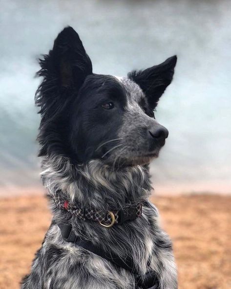 Border Heeler Puppy, Border Collie Dalmatian Cross, Blue Heeler Border Collie Mix Dogs, Border Collie Aussie Mix Puppies, Heeler Mix Dogs, Border Collie Mix Dogs, Collie Mix Dogs, Border Heeler, Blue Heeler Border Collie