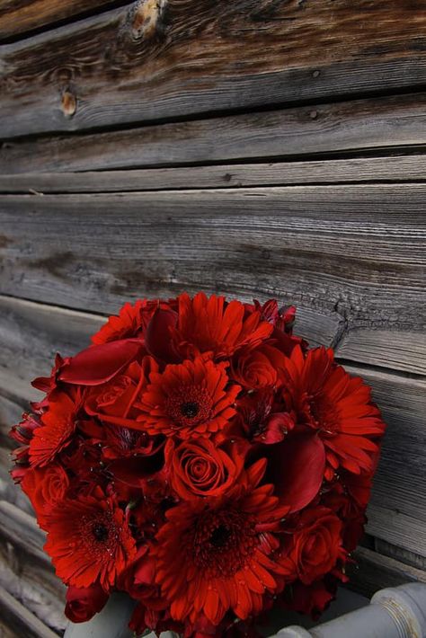 All the shades of red in this Gerbera daisy, roses and alstroemeria create this wedding bouquet Gerbera Daisy And Rose Bouquet, Red Daisy Bouquet, Red Gerbera Bouquet, Red Gerbera Daisy Bouquet, Gerber Daisy Bouquet Wedding, Gerber Daisy Bouquet, Red Wedding Bouquet, Daisy Bouquet Wedding, Gerbera Daisy Bouquet