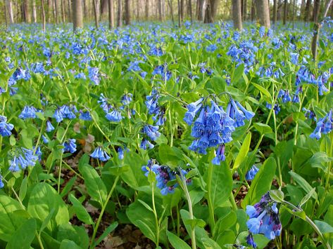 Virginia Bluebells. Forest floor covered with blooming Virginia Bluebells #Sponsored , #AD, #PAID, #Bluebells, #blooming, #covered, #Virginia Virginia Bluebells, American Meadows, Woodland Plants, Shade Perennials, Spring Plants, Beautiful Flowers Garden, Woodland Garden, Garden Signs, Shade Plants