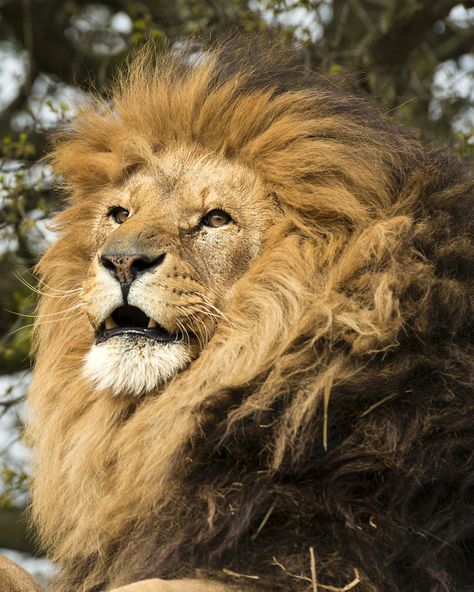 Lion+by+Colin+Langford+on+500px Lion Core Aesthetic, Lion King Theatre, Aesthetic Animals, Animal Anime, Leopard Painting, Lion King Baby, Lion And Lioness, King Lion, Africa Animals