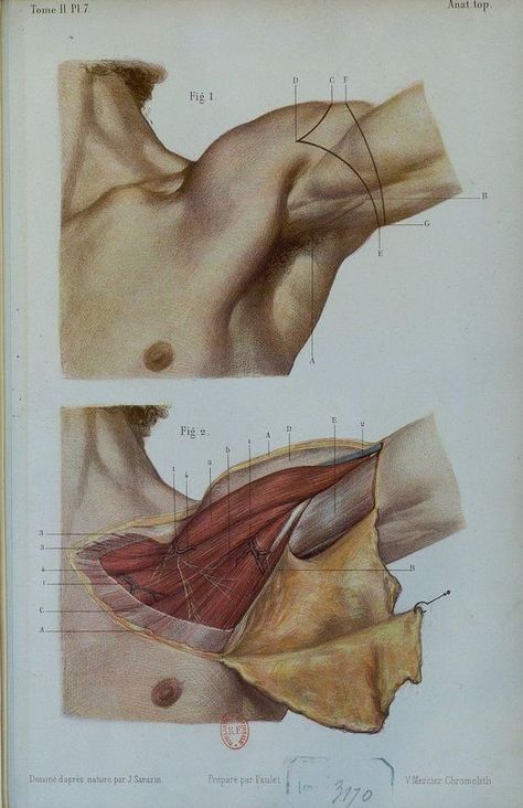 Arm Anatomy Drawing, Anatomy Study Art, Arms Anatomy, Arm Anatomy, Anatomy Images, Anatomy Tutorial, Human Anatomy Drawing, Human Anatomy Art, Anatomy Sketches