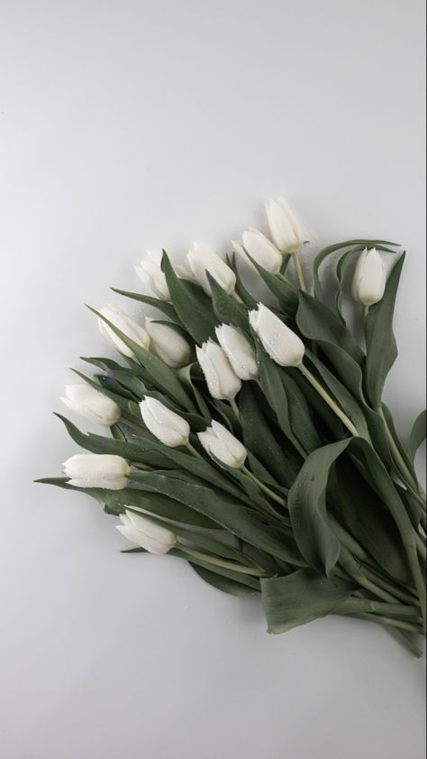 Tulips Tulpen Asthetic white waterdrops wallpaper flower flowers ästhetisch White Asthetics Wallpaper, Wallpaper Flowers, White Tulips, Home Screen, Tulips, Screen, Flowers, White