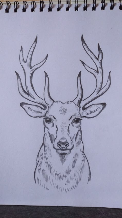 Male Deer Drawing, How To Draw A Deer Head, Hunting Drawings Easy, Deer Drawing Easy Step By Step, Deer Sketch Simple, Deer Drawing Sketches, Winter Drawing Ideas Sketch, Simple Deer Drawing, Caribou Drawing