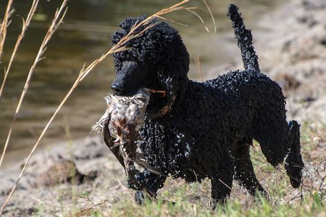 Poodle Hunting, Hunting Poodle, Black Poodles Standard, Phantom Standard Poodle, Brown Phantom Poodle, Duck Hunter, Toy Dogs, Bird Hunting, Standard Poodles