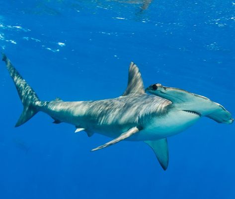 I feel better now, almost as good as a Scalloped Hammer. Hope you're having a nice day also,  Bunny. Silky Shark, Save The Sharks, Shark Conservation, Types Of Sharks, Shark Photos, Shark Pictures, African Cichlids, Water Animals, Hammerhead Shark