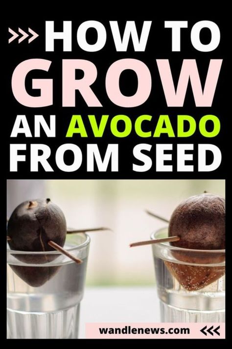 If you’re a fan of avocado toast or simply adore the creamy goodness of avocados in your dishes, why not try growing your own avocado tree from a pit? In this comprehensive guide, I’ll walk you through the process step by step, on how to grow an avocado seed. How to grow an avocado tree from a pit, seed, plant, without toothpicks, gardening tips Grow Avocado From Pit, How To Grow Avocados, Growing Avocados, Avocado From Seed, Hass Avocado Tree, Avocado Plant From Seed, Avocado Seed Growing, Avocado Types, Seed Growing