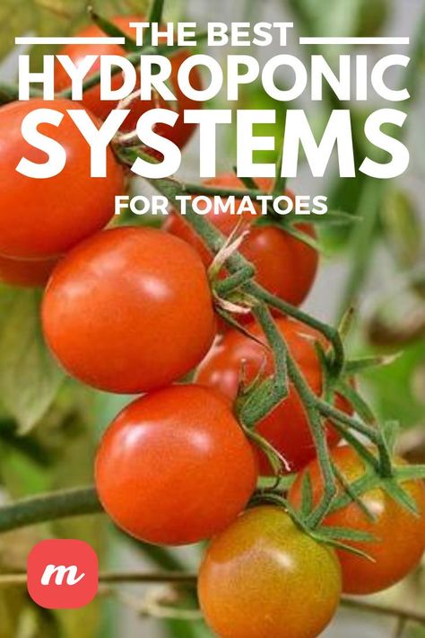 Hydroponic Tomatoes Diy, Hydroponic Tomatoes, Aeroponic Gardening, Growing Tomatoes Indoors, Hydroponic Vegetables, Hydroponic Garden, Hydroponic Systems, Tomato Farming, Hydroponic Farming