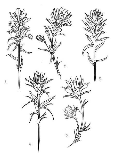 Mountain Wild Flower Tattoo, Wyoming Indian Paintbrush Tattoo, Indian Paintbrush Illustration, Indian Paint Brush Flower Drawing, Indian Paint Brush Flower Tattoo, Indian Paintbrush Flowers Drawing, Western Flowers Drawing, Indian Paintbrush Tattoo Black And White, Indian Paint Brush Tattoo