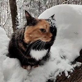 Cybergoth Anime, Cutee Animals, Random Gif, Winter Cat, Silly Cats Pictures, Cat Icon, Christmas Gif, Cat Boarding, Calico Cat