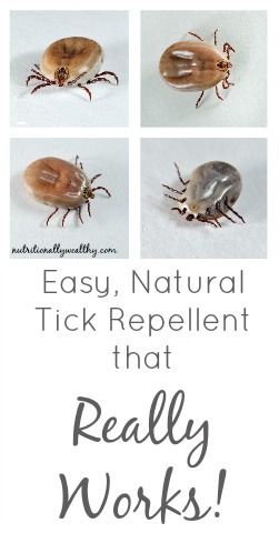 Easy, Natural Tick Repellent That Really Works External Parasites, Natural Tick Repellent, Tick Repellent, Natural Pest Control, Geranium Oil, Bug Repellent, Carrier Oil, Rose Geranium, Camping Outdoors