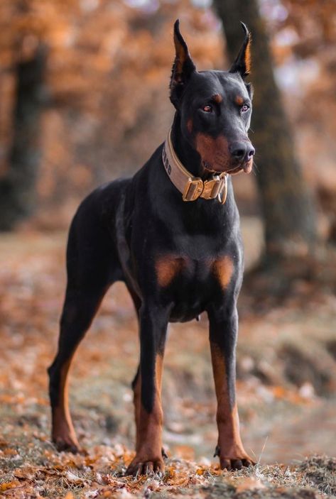 Dobber Man Dog Aesthetic, Dogs Doberman, European Doberman, Dancing Drawing, Mexican Hairless Dog, Mastiff Puppy, Black Doberman, Hairless Dog, Doberman Dog