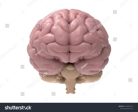 Brain Drawing Front View, Brain Front View, Brain Reference, Cartoon Brain Drawing, Cartoon Brain, Brain Illustration, Brain Drawing, 3d Icons, Ap Art