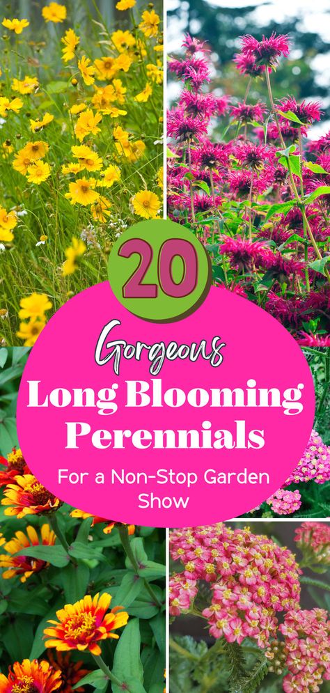 Ready for a garden that practically takes care of itself? Discover our selection of long-blooming perennials, chosen for their beauty and resilience. 🌻 Dive into the article and start planning your low-maintenance garden makeover now! Mid Summer Blooming Perennials, Longest Blooming Perennials, Dyi Garden, Garden Redesign, Homey House, Flower Garden Layouts, Blooming Perennials, Perennial Garden Plans, Easy Perennials