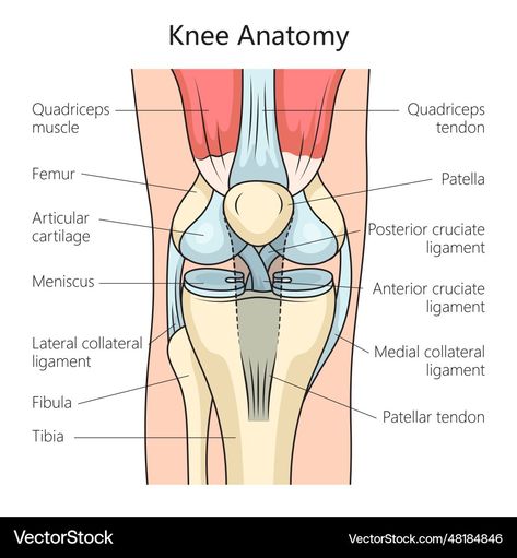 Joints And Ligaments Anatomy, Knee Joints Drawing, Knee Anatomy Drawing, Athletic Training Student, Knee Anatomy, Joints Anatomy, Med Notes, Human Muscle Anatomy, Foot Anatomy