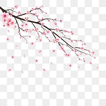 Sakura Leaves, Cherry Blossom Png, Cherry Blossom Vector, Flower Cherry Blossom, Sakura Branch, Snow Png, Cherry Blooms, Leaves Falling, Branch Vector