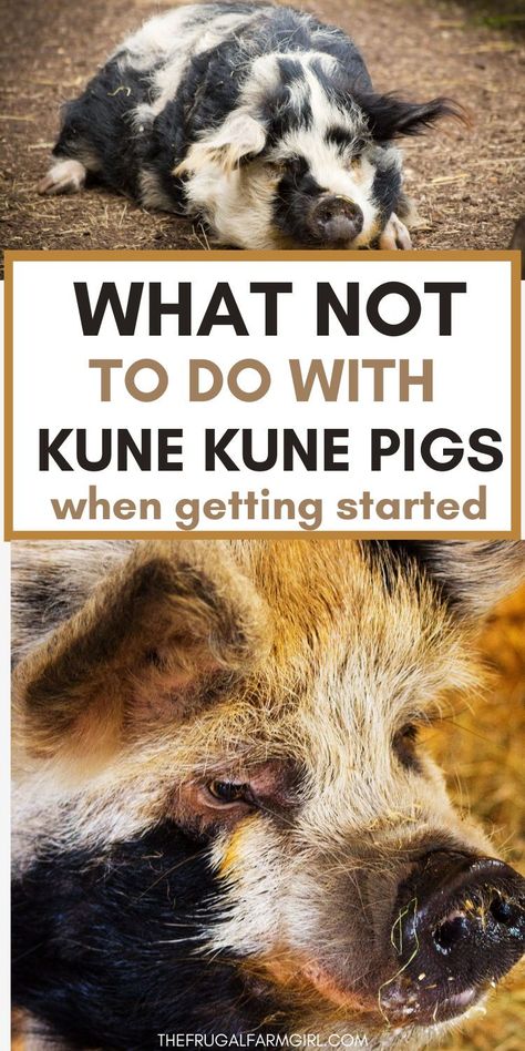 Learn the valuable lessons we learned when we decided to sell our Kune Kune pig. From unexpected challenges to personal growth, find out why it was a decision we never regretted. Ready to learn more? Click to read our story now Mini Pigs For Sale, Mini Pig Care, Kunekune Pigs, Pig Shelter, Kune Kune Pigs, Pig Facts, Livestock Shelter, Pig Gif, Raising Pigs