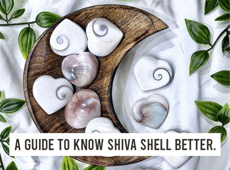 A Guide To Know Shiva Shell Better What Is Shiva, Shiva Stone, Vaastu Shastra, Shiva Eye, Happy Stones, Meditation Crystals, Crystal Healing Stones, Crystals Healing, Important Facts