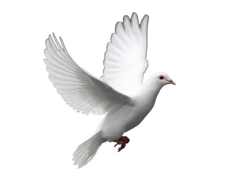 Diving Gif, Fly Gif, Forest Lawn Memorial Park, Dove Release, Dove Flying, Wedding Doves, Thought For Today, Bird Gif, White Doves