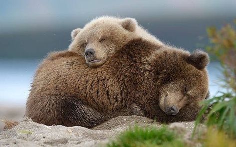 taken from We Love Bears on facebook Cuddle Animals, Bears In Love, Powerful Spells, Brown Bears, Bear Family, Bear Pictures, We Bear, Love Bear, Bear Cubs