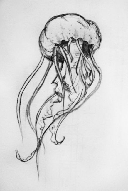 Fiori Art Deco, Easy Pencil Drawings, Jellyfish Drawing, Pencil Drawings Of Animals, Pencil Drawing Tutorials, Jellyfish Art, Pencil Drawings Easy, Fish Drawings, Japon Illustration