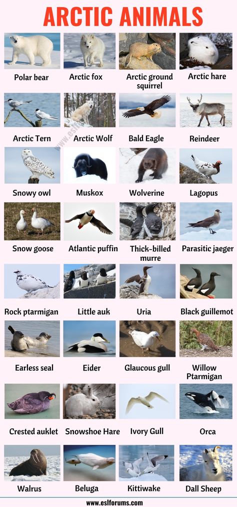 Arctic Animals: List of 32 Animals that Live in the Arctic with ESL Picture! - ESL Forums Arctic Animals Pictures, Arctic And Antarctic Animals, Antartica Animals, Antarctica Animals, Wild Animals List, Names Of Animals, Arctic Wildlife, Animal Types, Mammals Animals