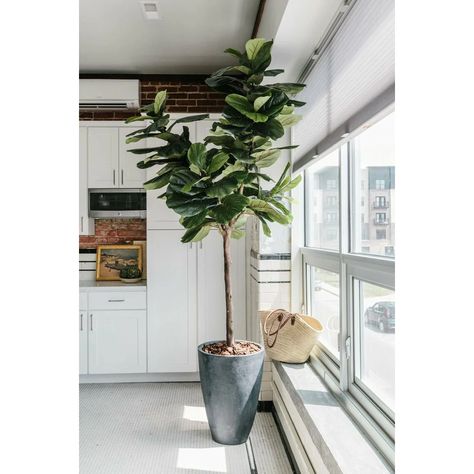 Fiddle leaf tree care