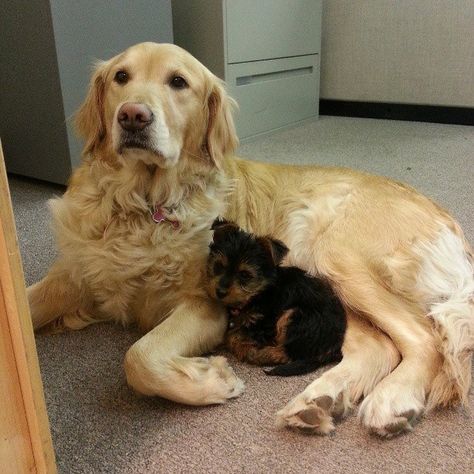 Hey, it’s not “Bring Your Kid To Work” day. I don’t care if he’s adopted. | 18… Office Dog, Cute Puppy Pictures, Cute Dog Photos, Dog Projects, Dog Images, Puppy Pictures, Cute Animal Pictures, Animal Planet, Dog Pictures