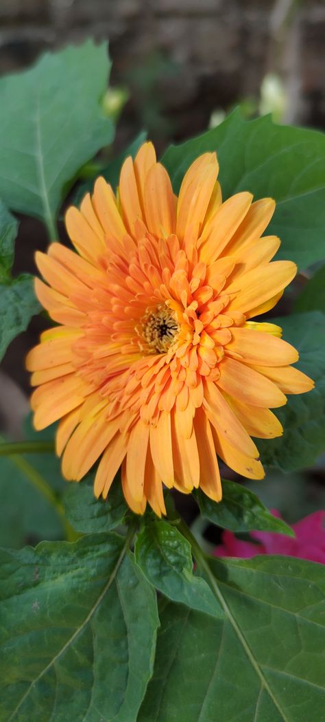 Transvaal Daisy, Barberton Daisy, Gerbera Jamesonii, Bulbous Plants, Unclog Drain, Beautiful Flower Drawings, Flower Drawings, Leaky Faucet, Gerbera Daisy