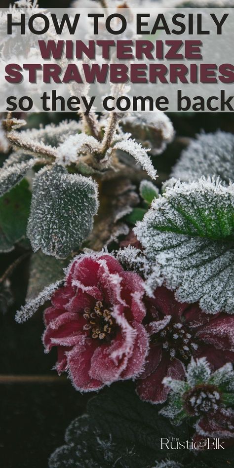 Winterizing Strawberry Plants Wintering Strawberry Plants, Winterizing Plants, How To Store Strawberries, Strawberry Bush, Strawberries In Containers, Strawberry Tower, Strawberry Beds, Alpine Strawberries, Cut Strawberries