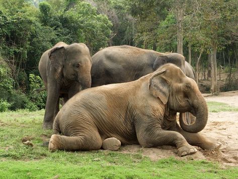 Beautiful Elephants - Animals Love And Respect Elephant Sitting, Lion Africa, Photoshop Express, Elephants Photos, Animals Love, Asian Elephant, Grey Elephant, African Elephant, Gentle Giant