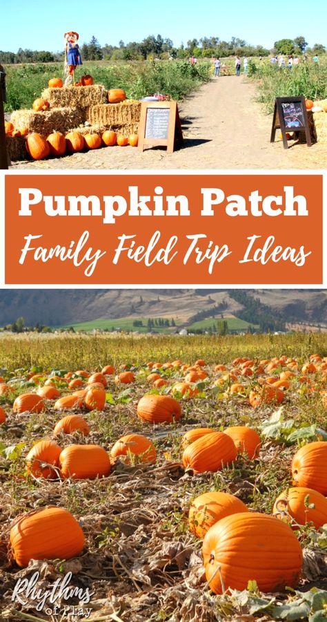 Going to a pumpkin patch is a classic fall activity for school trips and fun family adventures. This guide has links to information, recipes, Halloween decorations, and everything you need to know to visit a pumpkin patch with the kids. Click through to l Pumpkin Patch Names Preschool, Pumpkin Patch Field Trip Activities, Georgia Pumpkin Patch, Pumpkin Patch Attractions, Best Pumpkin Patches, School Field Trip, Pumpkin Activities, Autumn Activities For Kids, School Trip