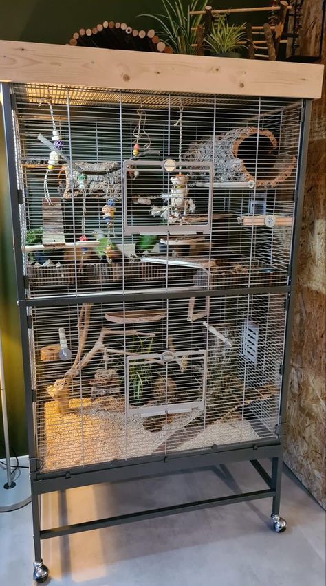 Cool Bird Cage Ideas, Conure Bird Cage Ideas, Cockatiel Cage Setup Ideas, Sun Conure Cage Setup, Parrot Cage Setup, Bird Room Ideas Diy, Cockatiel Cage Setup, Indoor Bird Aviary, Bird Setup