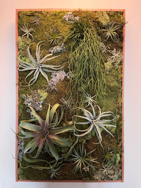 Created with faux airplants, preserved moss and some other little collected goodies … Visitor Center Design, Living Plant Wall, Air Plant Wall, Moss Centerpieces, Airplant Wall, Tropical Landscape Design, Tropical Landscape, Moss Wall Art, Diy Plant Hanger