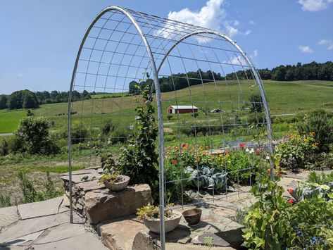 Hog Wire Trellis, Hog Panel Trellis, Panel Trellis, Wire Trellis, Cattle Panels, Arch Trellis, Growing Cucumbers, Pole Beans, Tomato Cages