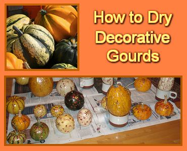 Directions - how to dry decorative gourds. #gourds How To Dry Gourds, Christmas Gourds, October Decorations, Gourd Crafts, Fall Pumpkin Crafts, Gourds Birdhouse, Decorative Gourds, Basket Crafts, Gourds Crafts