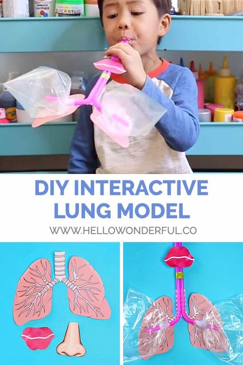 HOW TO MAKE A LUNG MODEL WITH KIDS Lung Model, Human Body Unit Study, Human Body Projects, Lung Anatomy, Body Preschool, Human Body Science, Human Body Activities, Human Body Unit, Kid Experiments