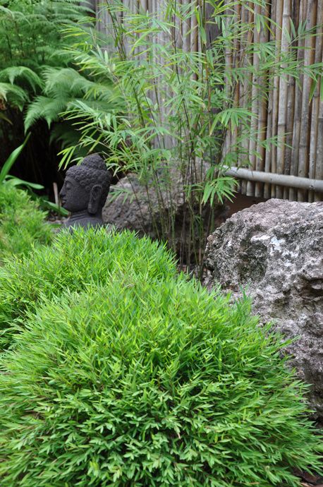 Part Shade Perennials, Planting Palette, Zoysia Grass, Foliage Garden, Japanese Garden Ideas, Plant Palette, Architectural Plants, Landscape Garden Design, Perennial Grasses