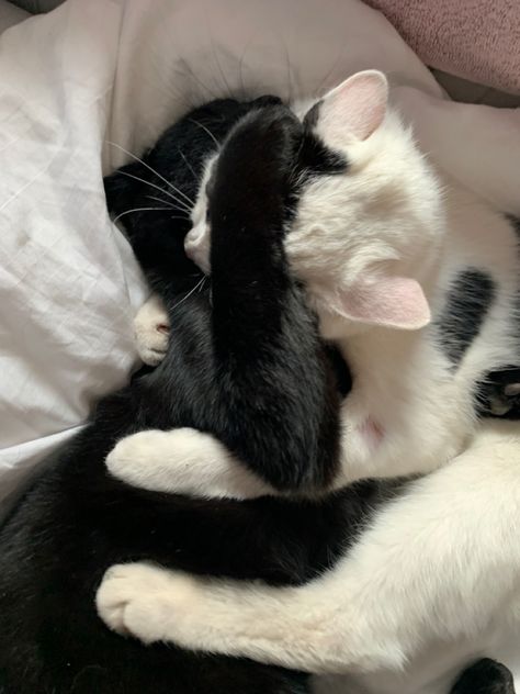 a white and black cat cuddling Black And White Cat Cuddling, Black Cats Cuddling, White Cats Aesthetic, Bonded Cats, Black Cat And White Cat, Cats Cuddling, Two Black Cats, Black And White Cats, Girls Cuddling