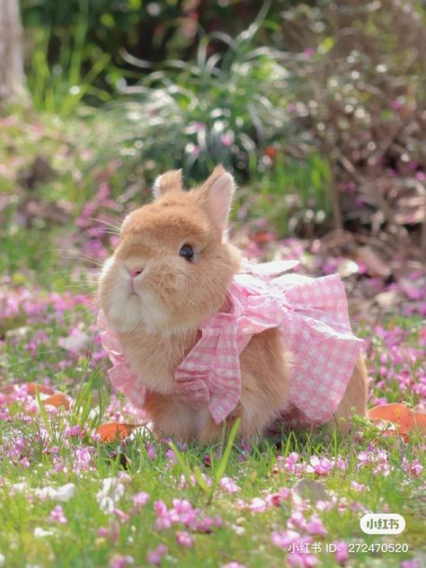 Pet Bunny Rabbits, Cute Bunny Pictures, Cute Small Animals, Bunny Pictures, Pet Bunny, Pretty Animals, Cute Rabbit, Cute Animal Photos