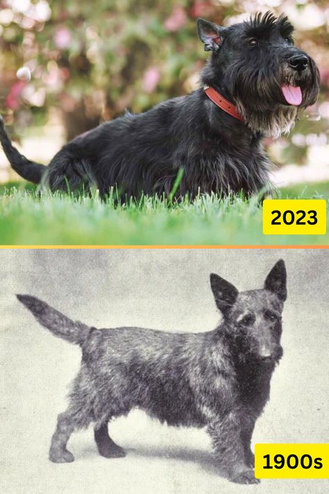 Dog Breeds 100 Years Ago Versus Now Top Dog Breeds, Counting Crows, Celebrity Updates, 100 Years Ago, People Laughing, Indiana Jones, Funny Stories, Amazing Stories, 100 Years