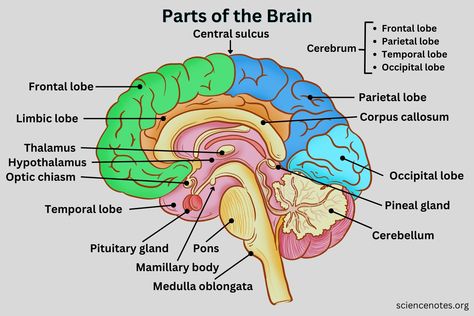 Brain And Its Parts, Brain Functions Diagram, Parts Of The Brain And Its Function, Brain Labelled Diagram, Part Of The Brain, Labelled Diagram Of Brain, Biology Diagrams Anatomy And Physiology, Brain Science Project, Parts Of Brain And Function