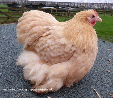 Lemon Cuckoo Pekin Bantam Hen Pekin Chicken, Pekin Bantams, Cochin Chickens, Brahma Chicken, Bantam Chickens, Fancy Chickens, Silkie Chickens, Beautiful Chickens, Backyard Poultry