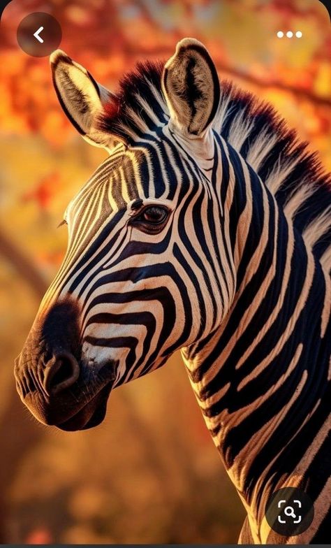 Zebra Pictures Photography, Giraffe Pictures Photography, African Animals Photography, Giraffe Photography, Zebra Pictures, Animal Stencils, Animals Africa, Thistle Tattoo, Zebra Face