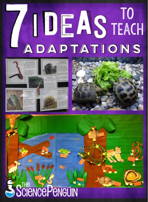 7 ideas to teach your students about adaptations-- projects, free cards, resources, and ideas.  Learn more! Animal Adaptations Activities, Adaptations Activities, Elementary Science Classroom, Plant Adaptations, The Science Penguin, Science Penguin, Fourth Grade Science, Animal Adaptations, Third Grade Science