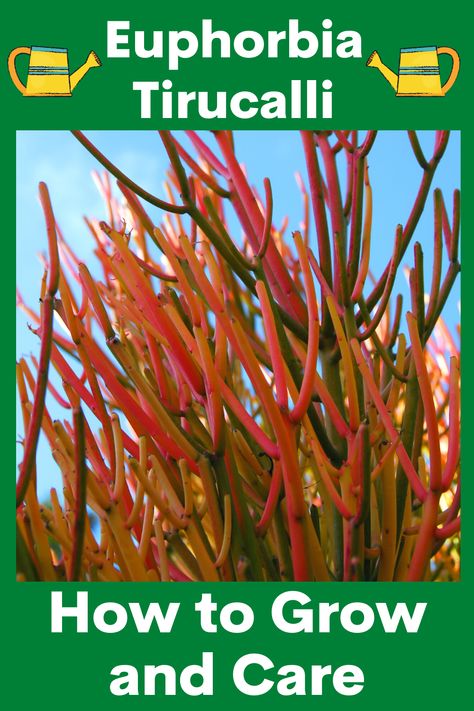 Euphorbia Sticks On Fire, Sticks On Fire Succulent, Firestick Succulent, Fire Stick Cactus, Fire Sticks Succulent, Red Succulents, Ti Plant, Cactus Care, Patio Pots