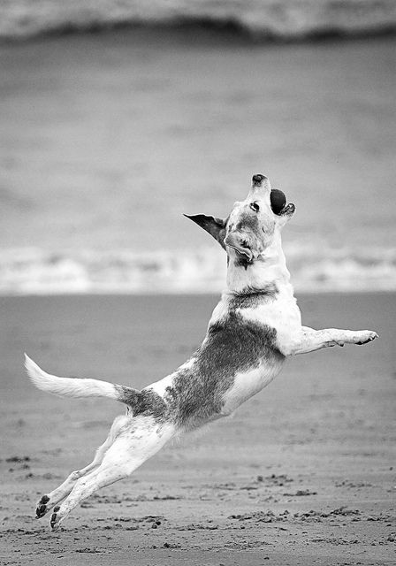 poetry in motion by buzz hayes, via Flickr Motion Photography, Dog Hacks, Dog Beach, Bw Photo, Art Materials, Pet Dogs, Motion, Poetry, Black And White