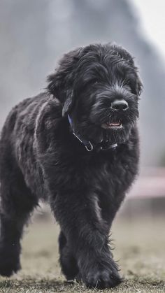 Black Russian Terrier Puppy, Russian Black Terrier, Bouvier Dog, Russian Terrier, Family Dogs Breeds, Bouviers Des Flandres, Black Russian Terrier, Black Russian, Farm Dogs