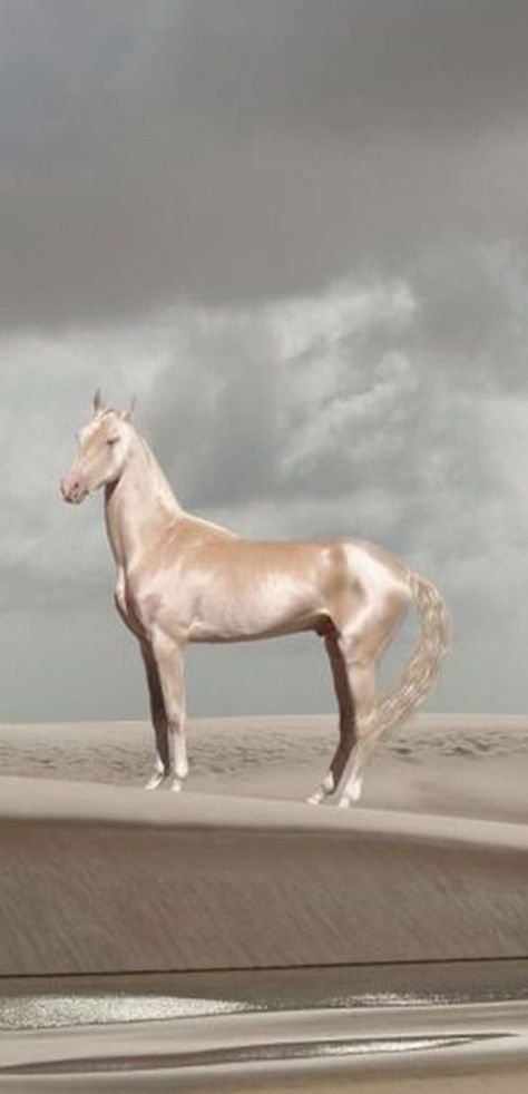 Akhal-Teke, cheval d'une grande beauté, originaire du Turkménistan, état d'Asie Centrale sur la mer Caspienne, capitale : Achgabat. Akhal-teke, Ahal Teke, Akhal Teke Horses, Akhal Teke, Most Beautiful Horses, Majestic Horse, All The Pretty Horses, Appaloosa, Pretty Horses